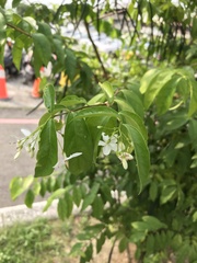 Wrightia religiosa