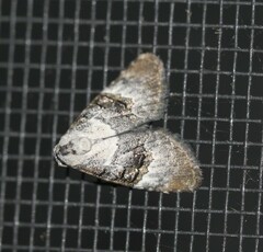 Acatapaustus leucospila