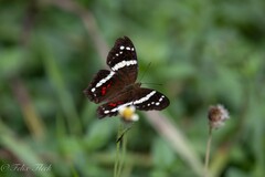 Anartia fatima