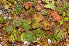 Rubus chamaemorus