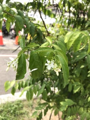 Wrightia religiosa