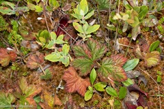 Rubus chamaemorus