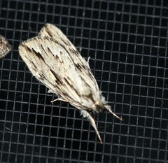 Ecnomodes sagittaria