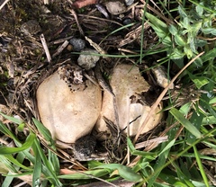 Ileodictyon cibarium