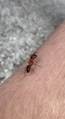 Camponotus floridanus
