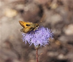 Atalopedes campestris