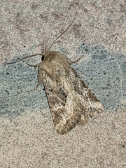 Luperina dumerilii