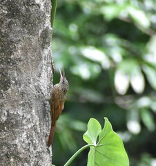 Xiphorhynchus flavigaster