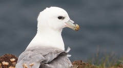 Fulmarus glacialis