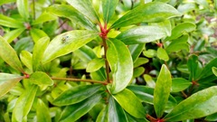 Condylostylus longicornis