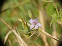 Erodium ciconium