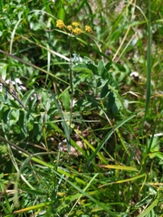Bupleurum scorzonerifolium