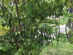 Wrightia religiosa