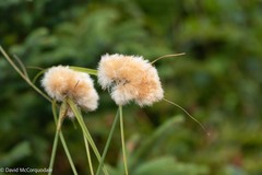 Eriophorum virginicum