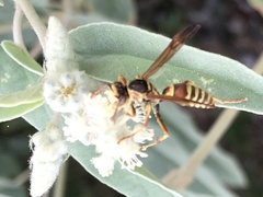 Polistes dorsalis