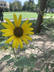 Helianthus