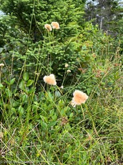 Eriophorum virginicum
