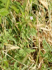 Erodium ciconium