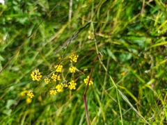 Bupleurum scorzonerifolium
