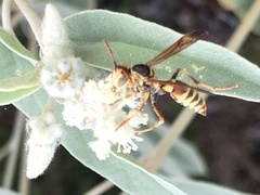 Polistes dorsalis