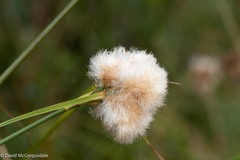 Eriophorum virginicum