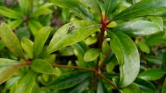 Condylostylus longicornis