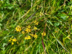Bupleurum scorzonerifolium