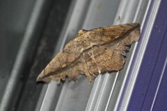 Polyacme dissimilis