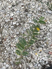 Chamaecrista fasciculata