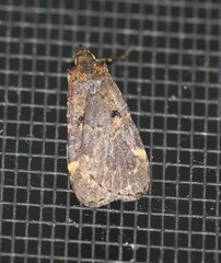 Hydrillodes funestalis