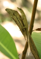 Anolis wellbornae