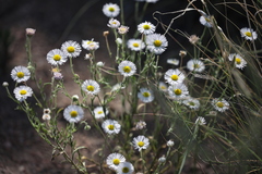 Erigeron modestus