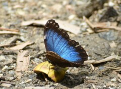 Morpho helenor guerrerensis