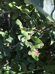 Vaccinium myrtilloides