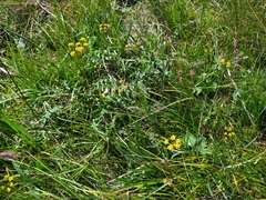 Bupleurum scorzonerifolium
