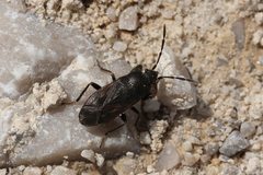 Rhyparochrominae