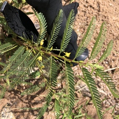Chamaecrista nictitans