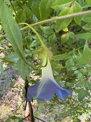 Ipomoea