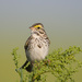 Savannah Sparrow - Photo (c) Greg Lasley, some rights reserved (CC BY-NC), uploaded by Greg Lasley