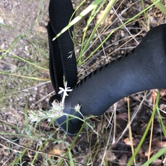 Ipomopsis multiflora