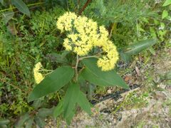 Pomaderris intermedia