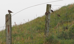 Linaria flavirostris