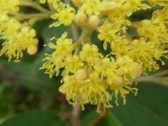 Pomaderris intermedia