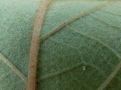 Pomaderris intermedia