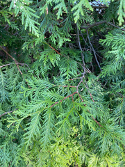 Thuja occidentalis
