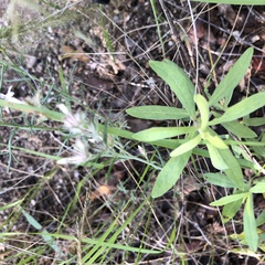 Ipomopsis multiflora