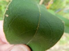 Pomaderris intermedia