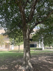 Quercus shumardii
