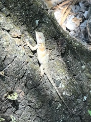 Sceloporus torquatus binocularis