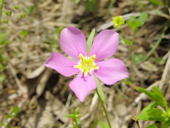 Sabatia campestris